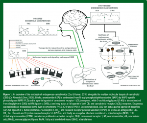 Anandamida, Ou Aea, É Um Neurotransmissor De Ácido Graxo Derivado